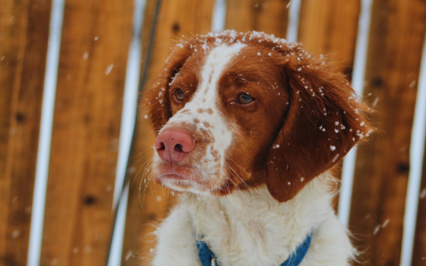 Львам пора сбавить темпы, а Раков ждет удача в любви: гороскоп на пятницу