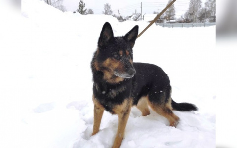 Полицейские предлагают кировчанам забрать домой немецкую овчарку
