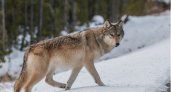 В Кировской области за две недели убили 52 волка