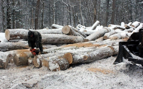 В Кировской области мужчина заплатил более 2 млн рублей за вырубку деревьев