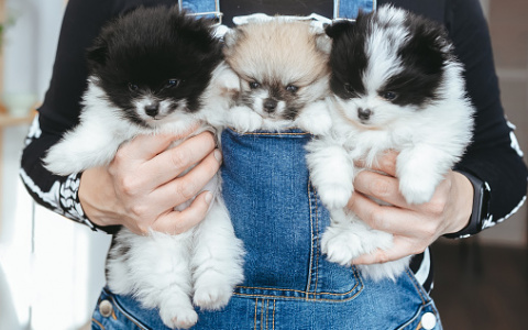 Жителей Кирова обманывают "заводчики" собак из интернета