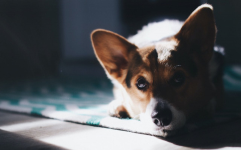 Ракам вскружат голову, а Львы насладятся жизнью: гороскоп на понедельник