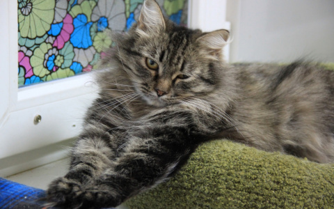 В Кирове бездомные животные нуждаются в помощи и человеческом тепле