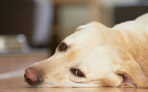 Морозят и выкидывают: кировчане рассказали о том, как проходит кремация животных за рубежом