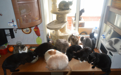 В прокуратуре признали противоречивой кировскую "квоту на животных"