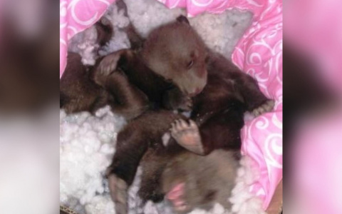 В Кировской области нашли оставленных матерью медвежат