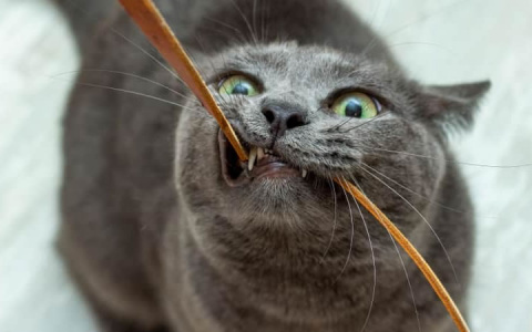 Почему кошки портят мебель и перегрызают провода: неочевидная причина