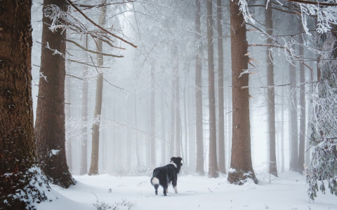 Рыбам пора отдохнуть, а Близнецов потянет на эксперименты: гороскоп на четверг