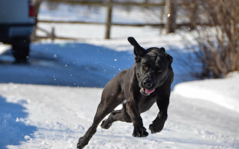 Львам нельзя задирать нос, а Козероги окажутся в острой ситуации: гороскоп на пятницу