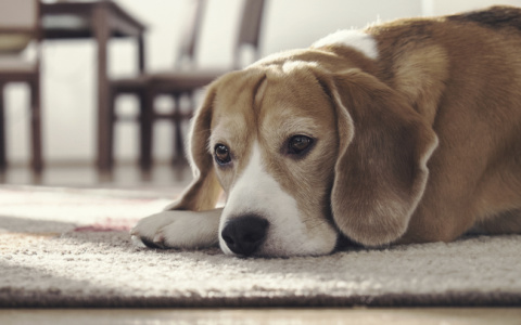 Как достойно проститься с питомцем, не нарушая закон?