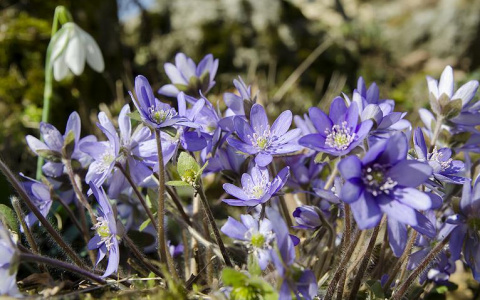 Народные синоптики рассказали, каким может быть апрель 2021 года в Кировской области