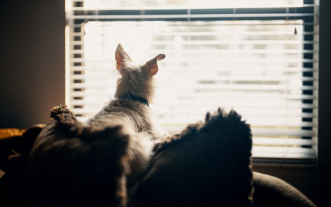 Львам нельзя оглядываться назад, а Близнецы потеряют голову: гороскоп на вторник