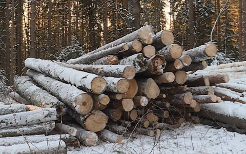 Возбуждено уголовное дело после вырубки леса в Порошино на 4,8 млн рублей