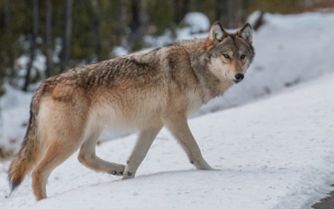 В марте  охотники Кировской области добыли 41 волка