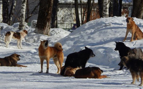 В Кировской области собака напала на ребенка