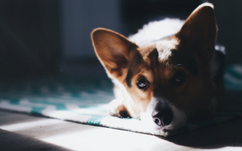 Овны отойдут от дел, а Львам нужно прислушаться к зову сердца: гороскоп на пятницу