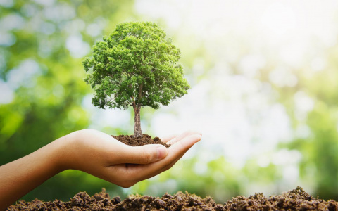 Segezha Group восстановит лес в Кировской области