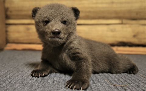 "Лежебоки-пузатики": появились фотографии медвежат, спасенных в Кировской области