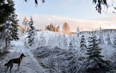 Львы впадут в депрессию, а Рыб ждет взлет в карьере: гороскоп на вторник