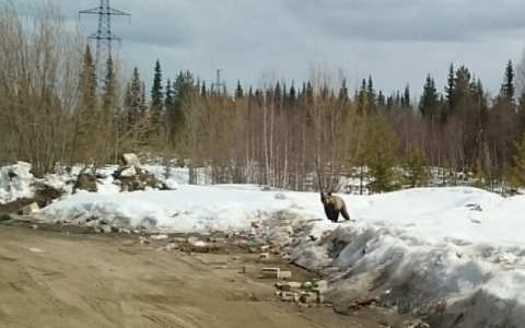 В Кировской области открыта охота на бурого медведя