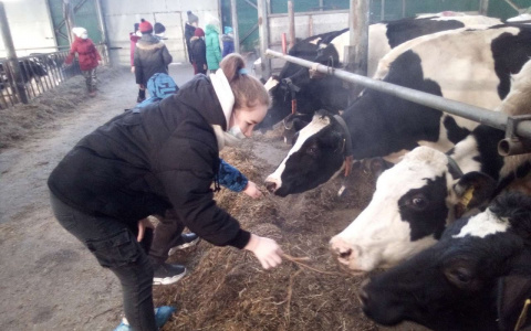 На роботизированной молочной ферме в Кировской области коровы доятся сами