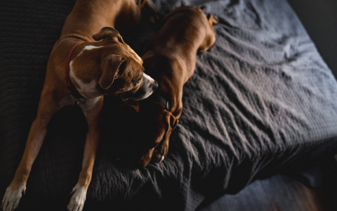 Планы Близнецов сорвутся, а Водолеев ждет удача в любви: гороскоп на вторник