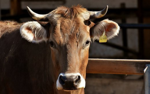 В Кировской области мужчина украл корову