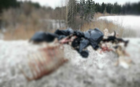 В Кирове у Нового моста горожане нашли окровавленные останки скота