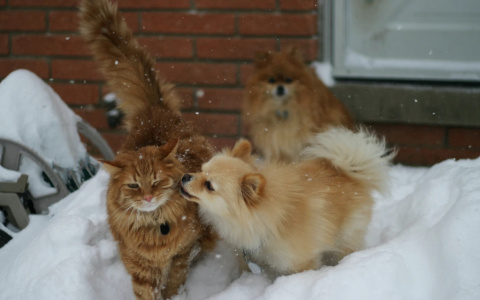 Водолеев наградит руководство, а Рыбы найдут работу: гороскоп на неделю