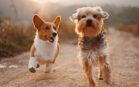 Овны поборются за место под солнцем, а Львов ждет новый роман: гороскоп на вторник