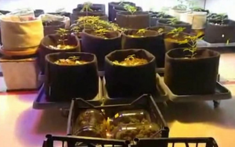 В Кирове у мужчины дома обнаружили сад конопли