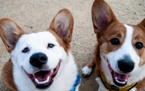 Раки рискуют остаться с пустым кошельком, а Львам пора сбавить темпы: гороскоп на пятницу