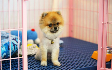 Где сутки передержки собаки стоят, как чашка кофе?