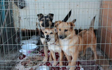 В Кирове администрация передаст зоозащитникам здание для бездомных животных