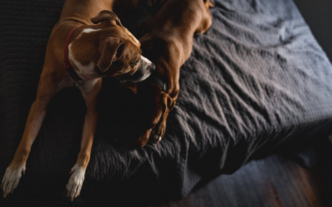 Львы будут копаться в себе, а Тельцам повезет на любовном фронте: гороскоп на четверг