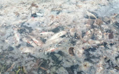 В Кировской области в пруду умерли все рыбы