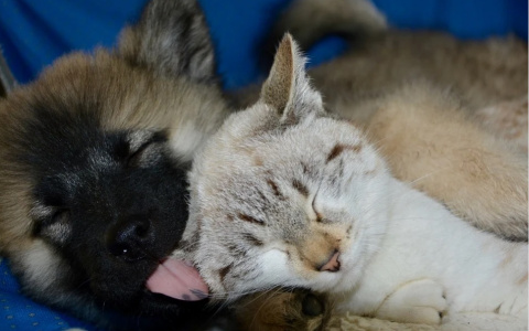 Тельцов ждут любовные знакомства, а Весов свежие идеи заработка: гороскоп на воскресенье