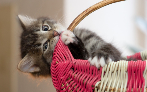 Весы поймают подсказки Вселенной, а Тельцы займутся саморазвитием: гороскоп на неделю