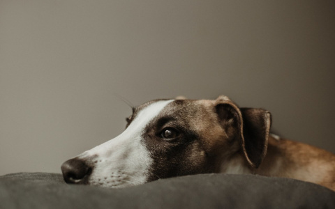 В жизни Львов - новый этап, а Стрельцам нужно быть осмотрительнее: гороскоп на вторник