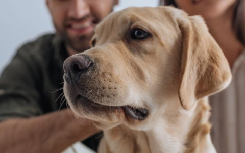 Как хоронить животных, если в Кирове нет специализированных кладбищ?