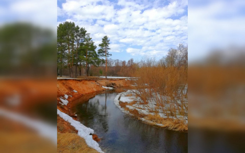 В Кирове восстановят 38 тысяч гектаров леса