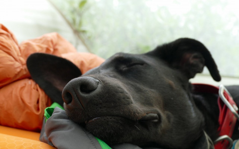 Львы погрузятся в раздумья, а Тельцам придется понервничать: гороскоп на выходные