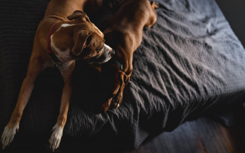 Тельцов могут обмануть, а Близнецы изменят жизнь к лучшему: гороскоп на воскресенье