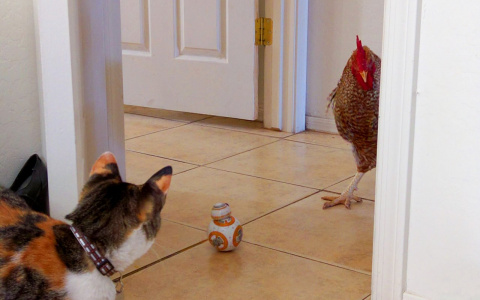 Львы бросят все, а Дев потянет на эксперименты: гороскоп на четверг