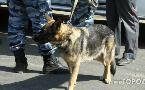 В Кировской области ищут новых владельцев для служебных собак