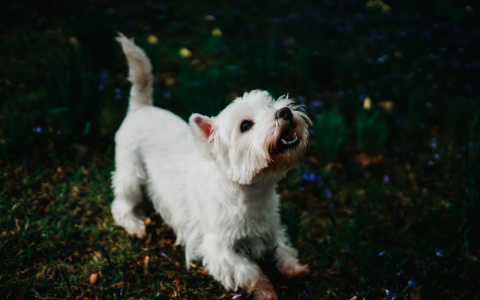 Овнам нужно знать меру, а Скорпионов ждет новый роман: гороскоп на выходные