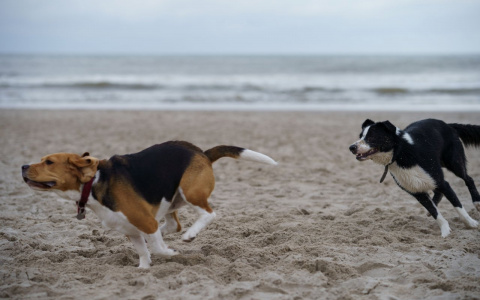 Овнам будет непросто, а Близнецы смогут все изменить: гороскоп на неделю