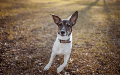Тельцам нельзя рисковать, а Раки будут решать проблемы: гороскоп на среду