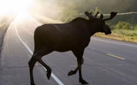 В ГИБДД назвали дороги Кировской области, где могут выбежать лоси