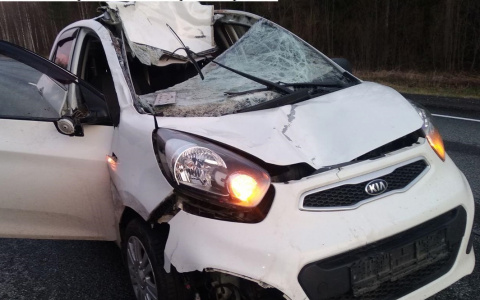 На трассе  «Вятка» лось спровоцировал серьезное ДТП